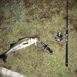 雨上がりシーバス