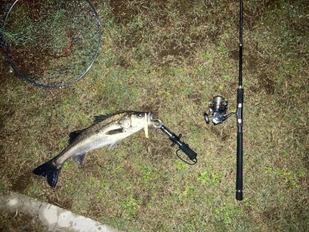 雨上がりシーバス