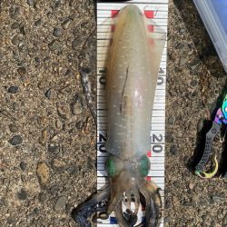 ようやく春アオリ一杯目！