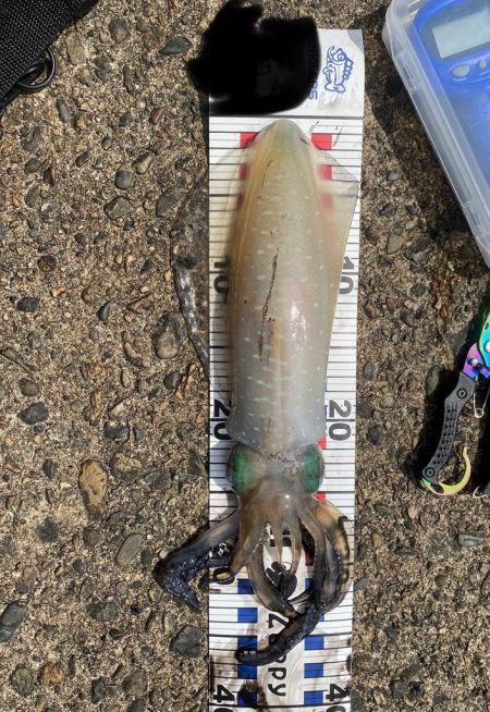 ようやく春アオリ一杯目！