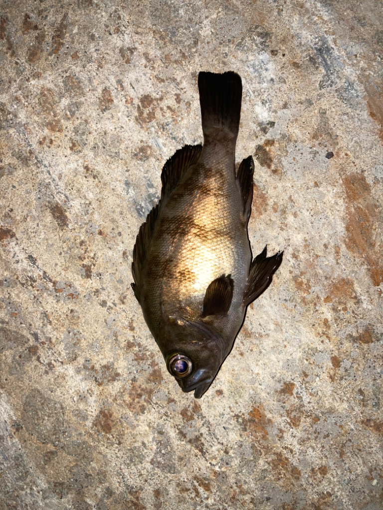 まだまだ無限メバル