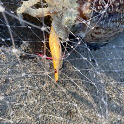 コウイカサイトフィッシング