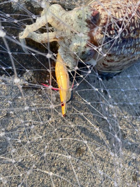 コウイカサイトフィッシング