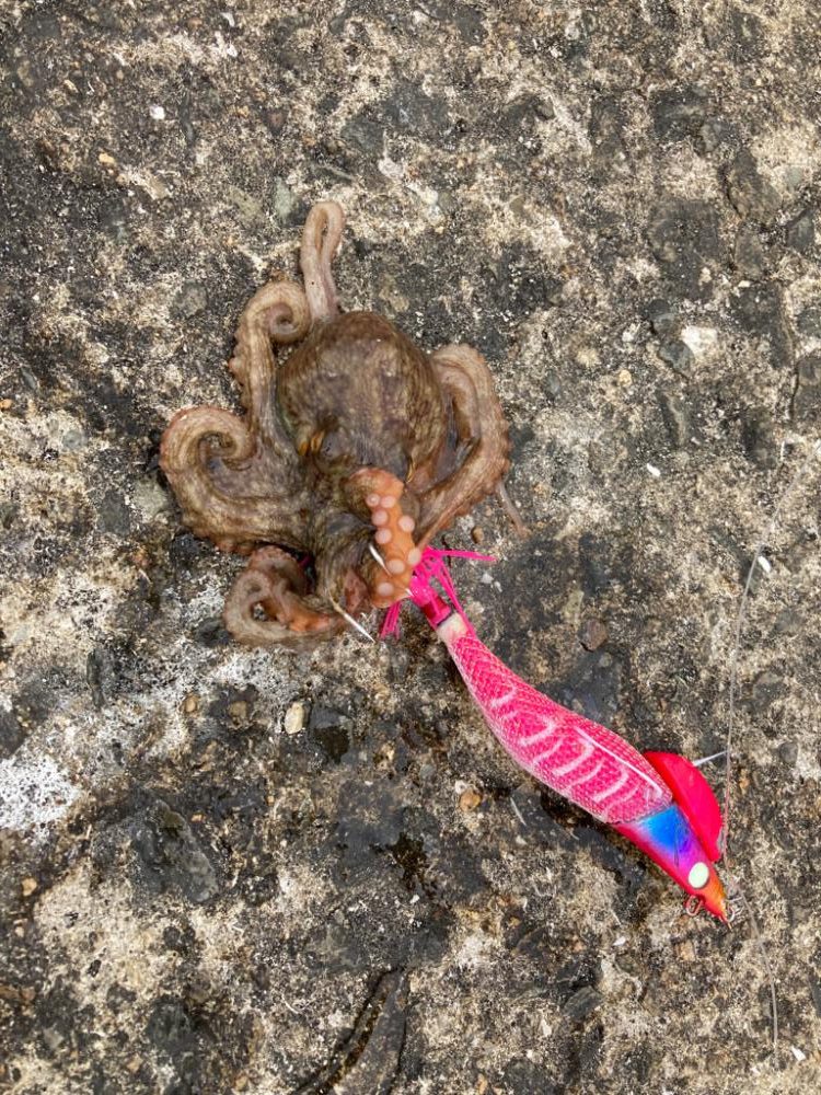 ⭐︎6-3.4-2.3-5上昇傾向