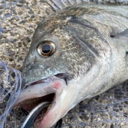 大村湾でのチヌ釣り