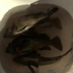 爆風プラッキング