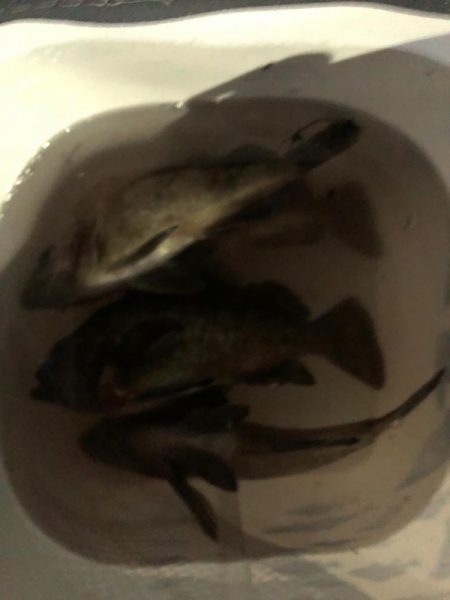 爆風プラッキング