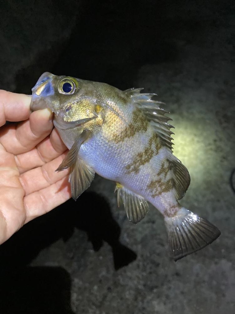 深夜のメバリング