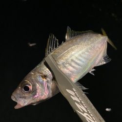 爆風の中のアジング