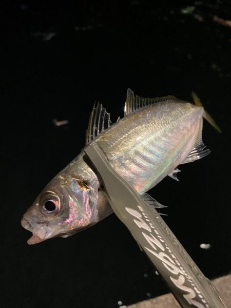 爆風の中のアジング