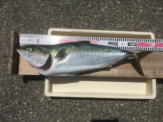 武庫川一文字リベンジ