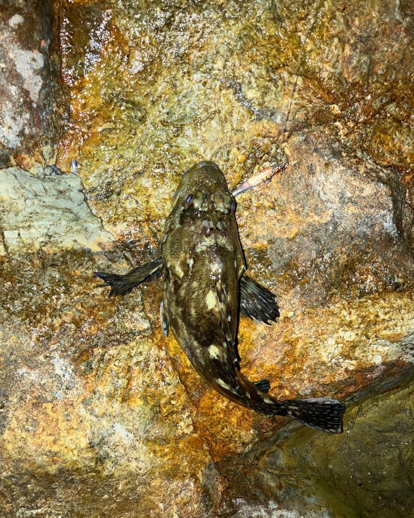 メバルプラッギング