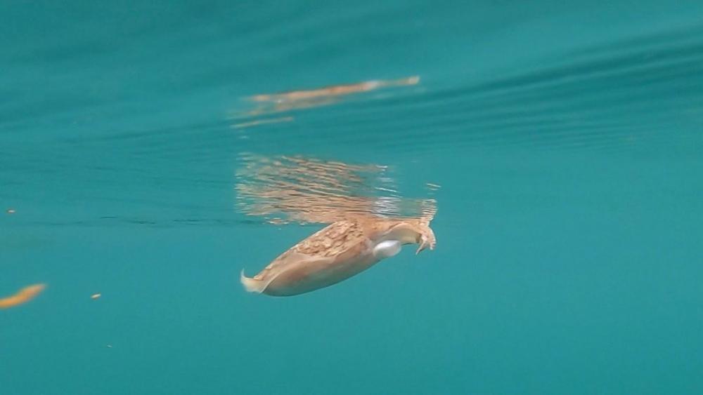 春のアオリイカ狙いでコウイカ