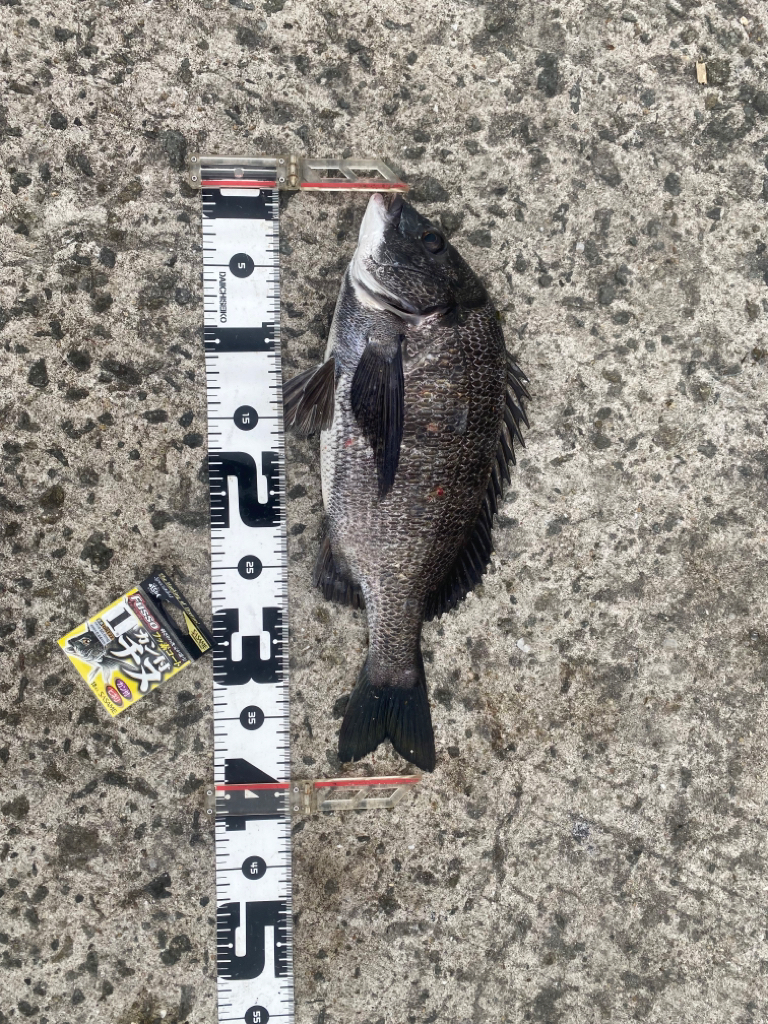 狙いは潮位の高い午前中