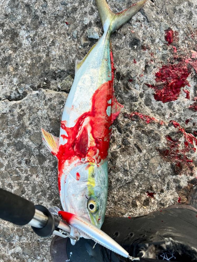 ハマチ49センチ