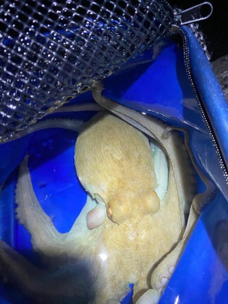 タコハンティング