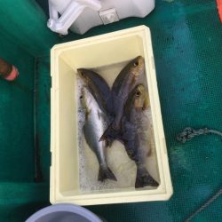 旬イサキ釣り