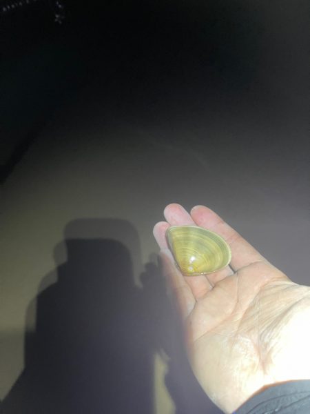 マニックは優秀