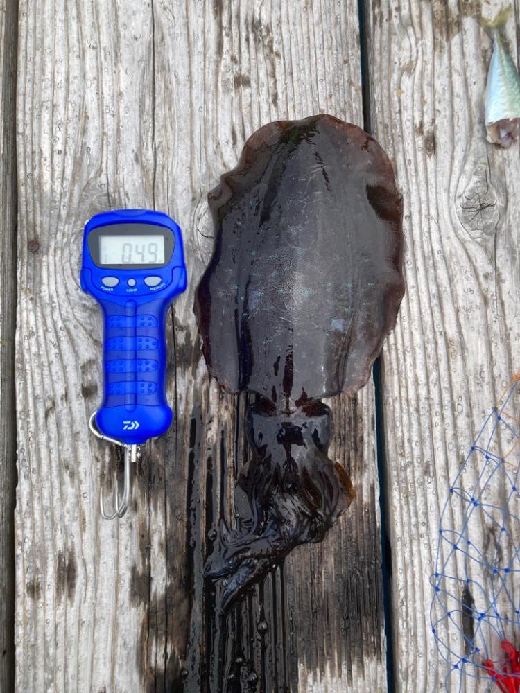 中紀ヤエン釣行