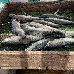 海恵サーモン最終釣行