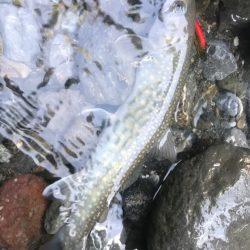 エデン60を使ってきました