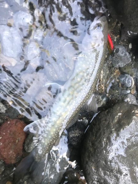 エデン60を使ってきました