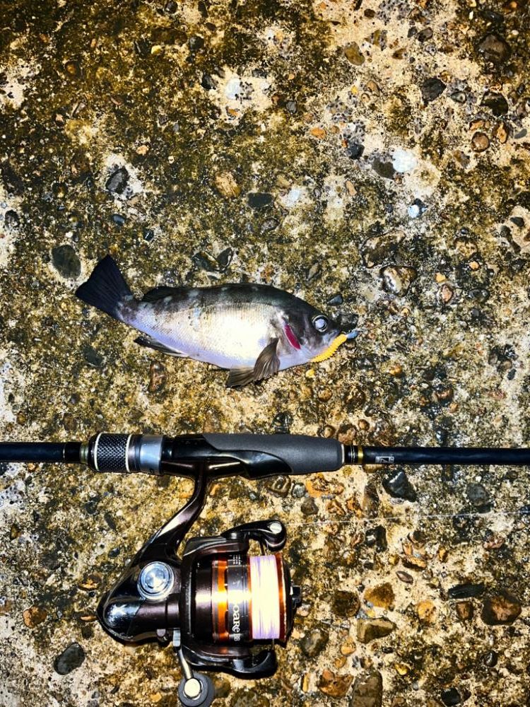 ぼちぼちの釣果