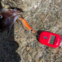 春イカ初キャッチ〜❗️