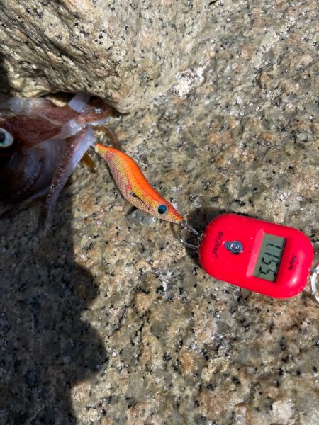 春イカ初キャッチ〜❗️