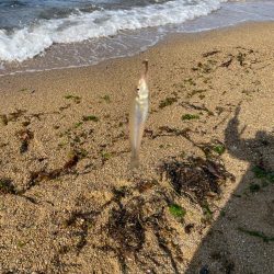 エギング諦めキス釣り！