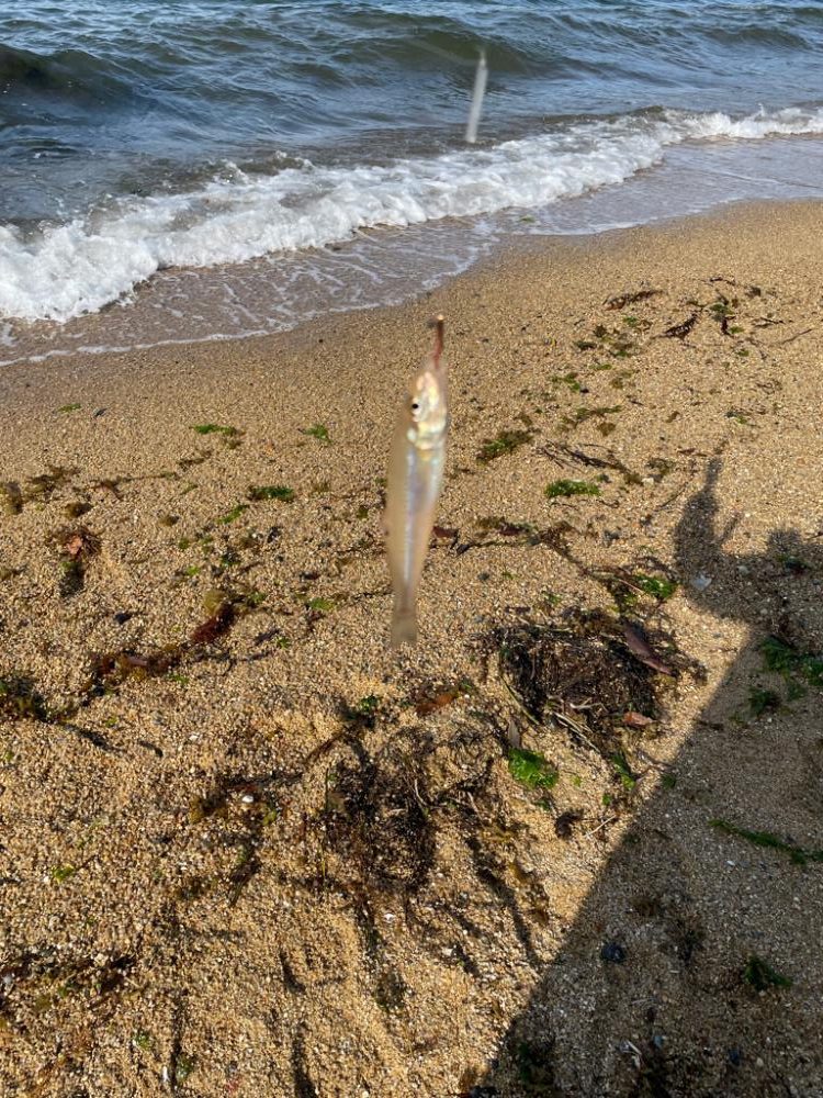エギング諦めキス釣り！