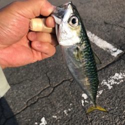 久しぶりの魚