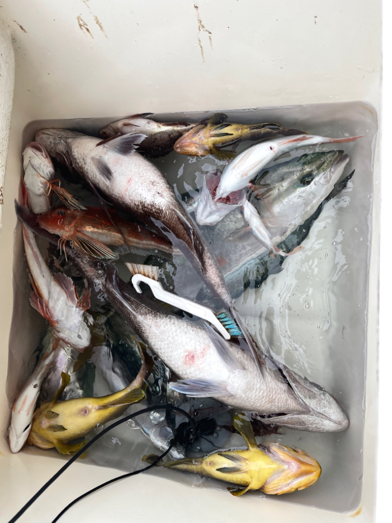 今年初のマイボート釣行