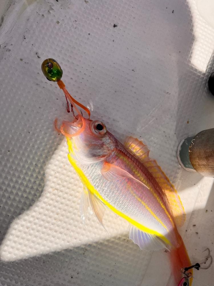 白甘鯛!他、五目釣り