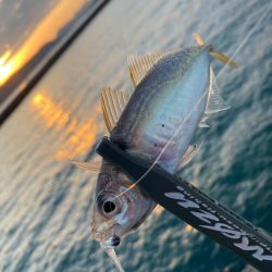 夕マズメチャレンジ