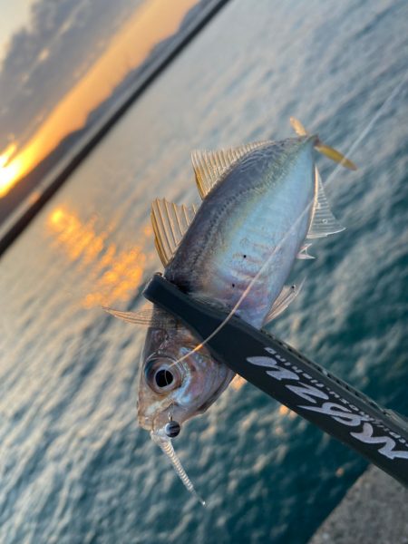 夕マズメチャレンジ