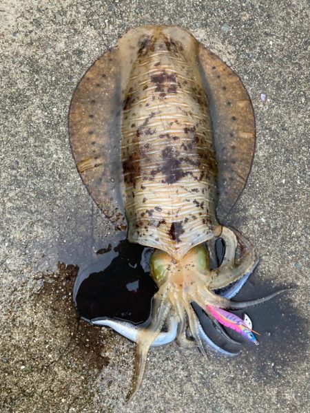 今シーズン初アオリ！記録更新！