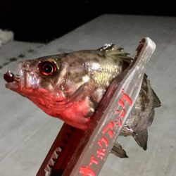 豆アジ感覚で小メバリング