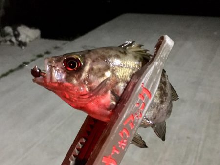 豆アジ感覚で小メバリング