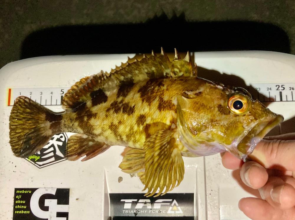 ロックフィッシュゲーム(アコウ・カサゴ釣り)