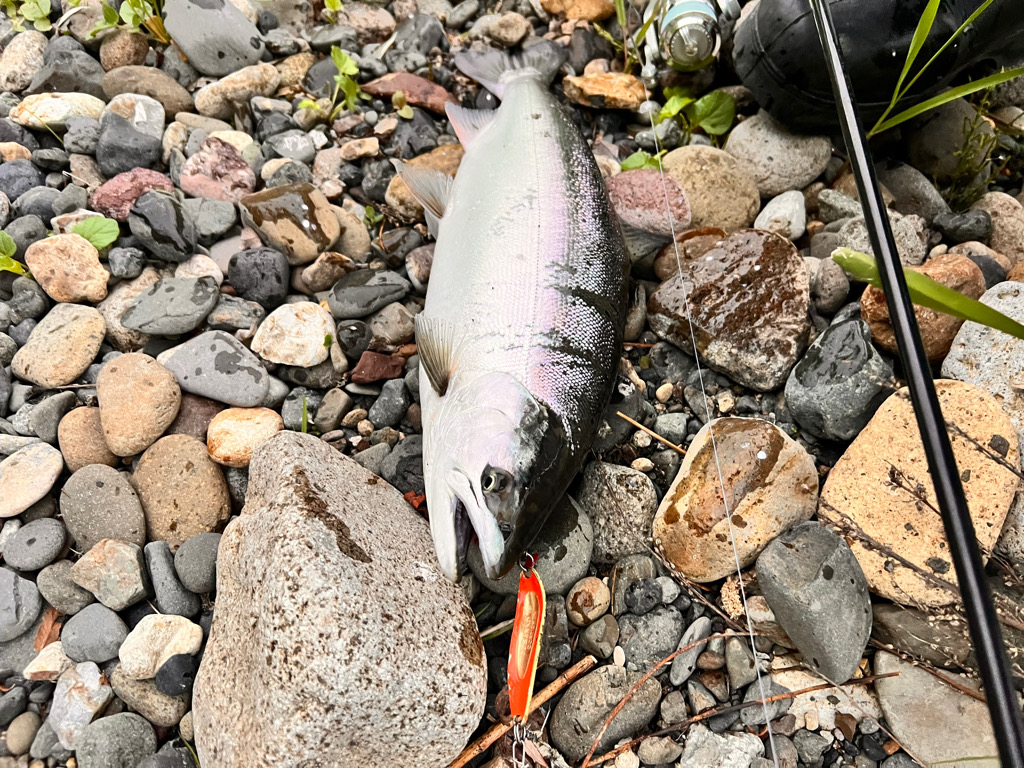 ついにサクラ咲く❗️