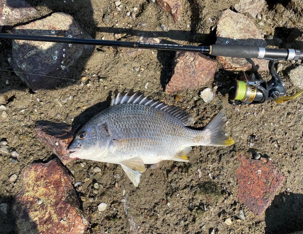 小型キビレ増えてこれから楽しい季節へ！