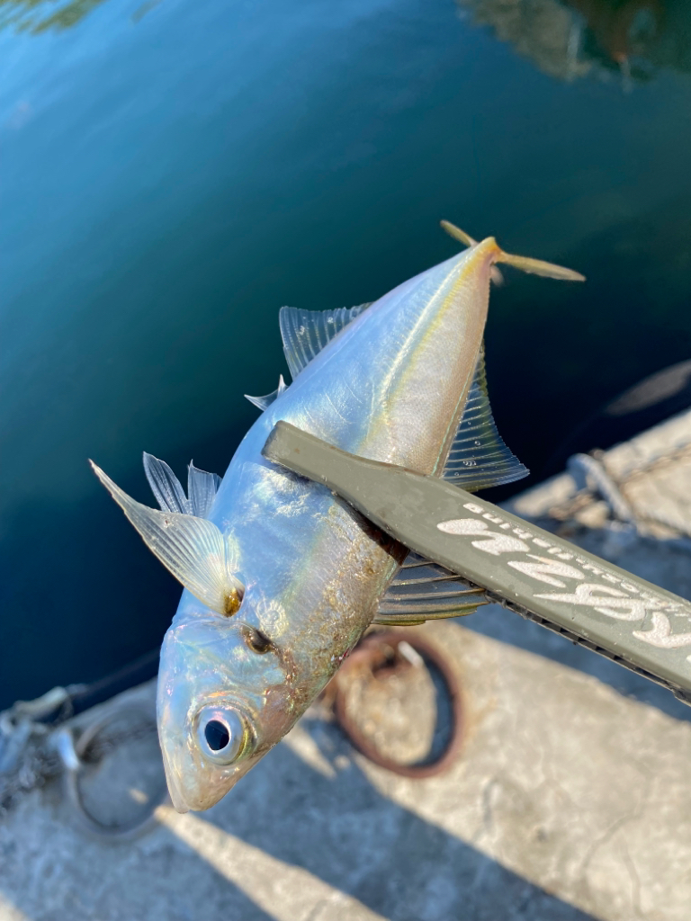 型狙いのマズメ勝負