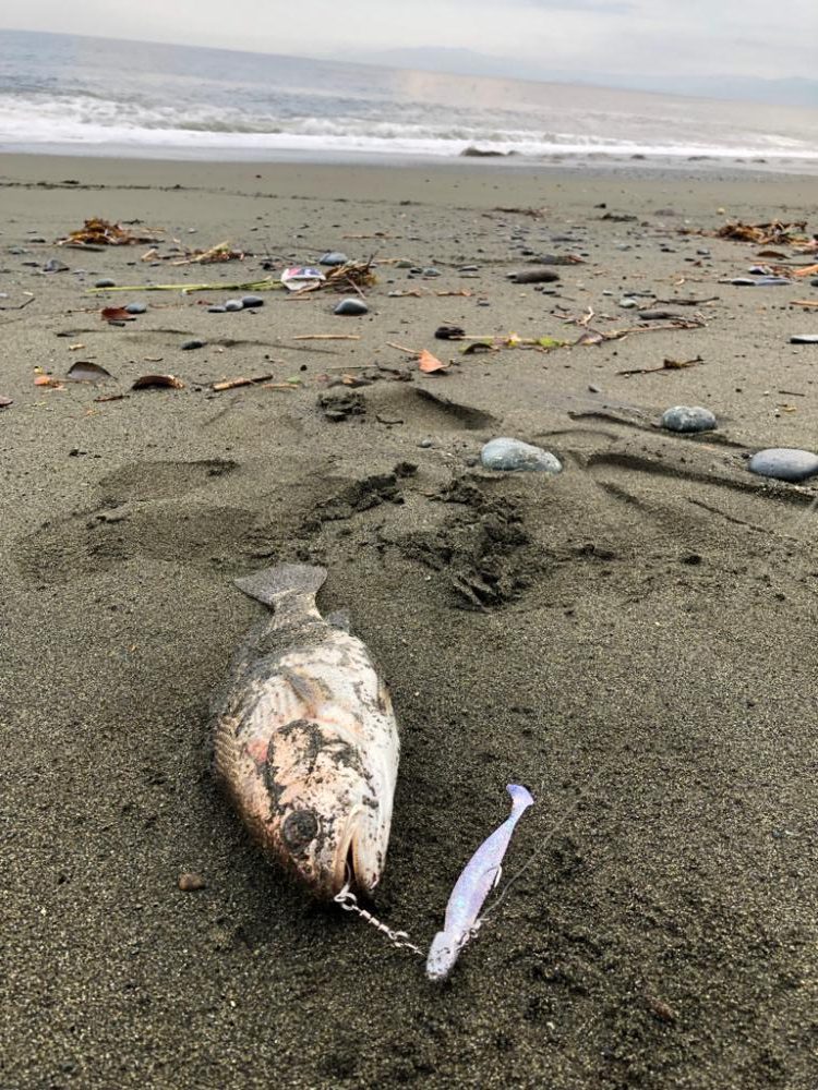 イシモチくん来てくれました！