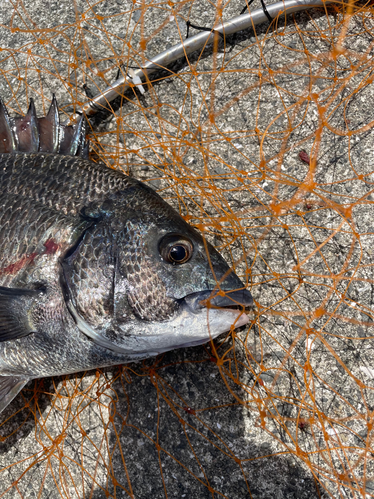 波止フカセでチヌ