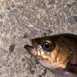 梅雨前メバリング