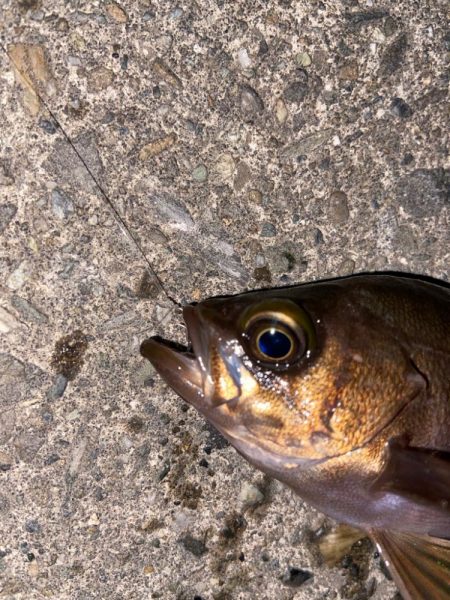 梅雨前メバリング