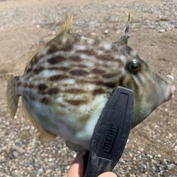 キスおるかなー