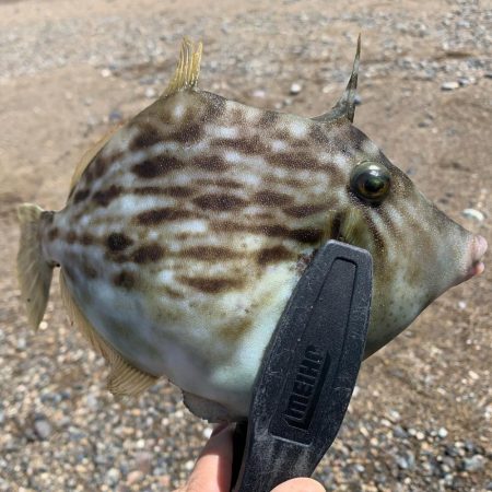 キスおるかなー