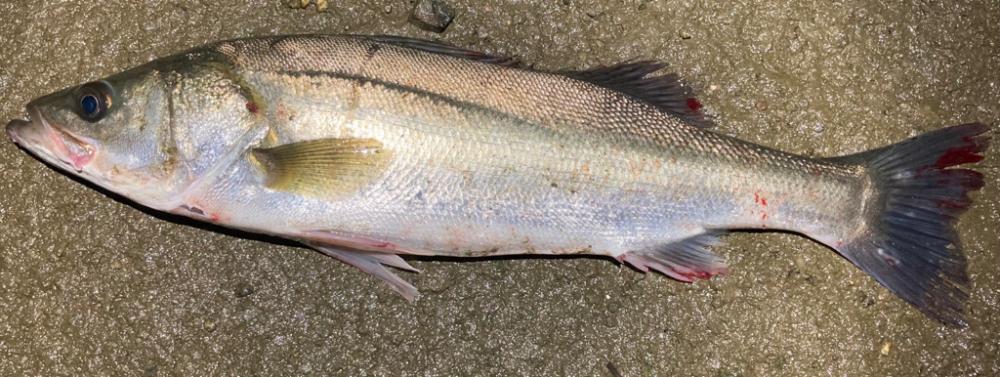 春のルアーフィッシング